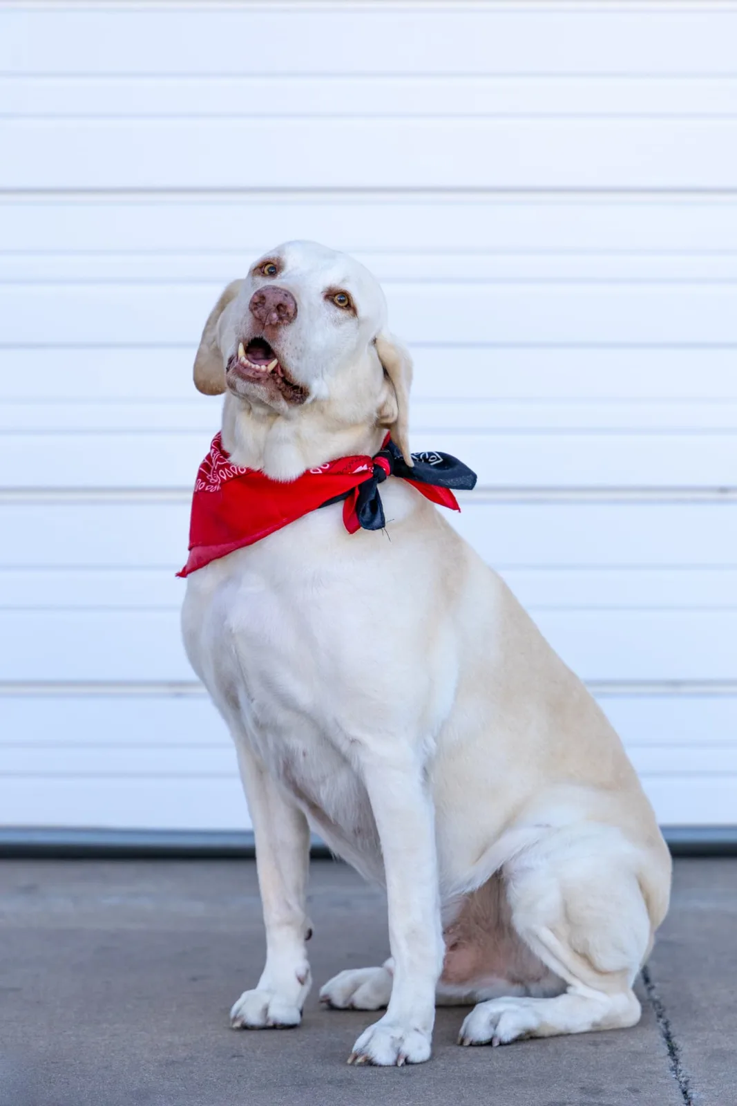 Charlie Grimm, the official gym dog at True Grit Fitness in Edmond, Oklahoma, wearing a red bandana